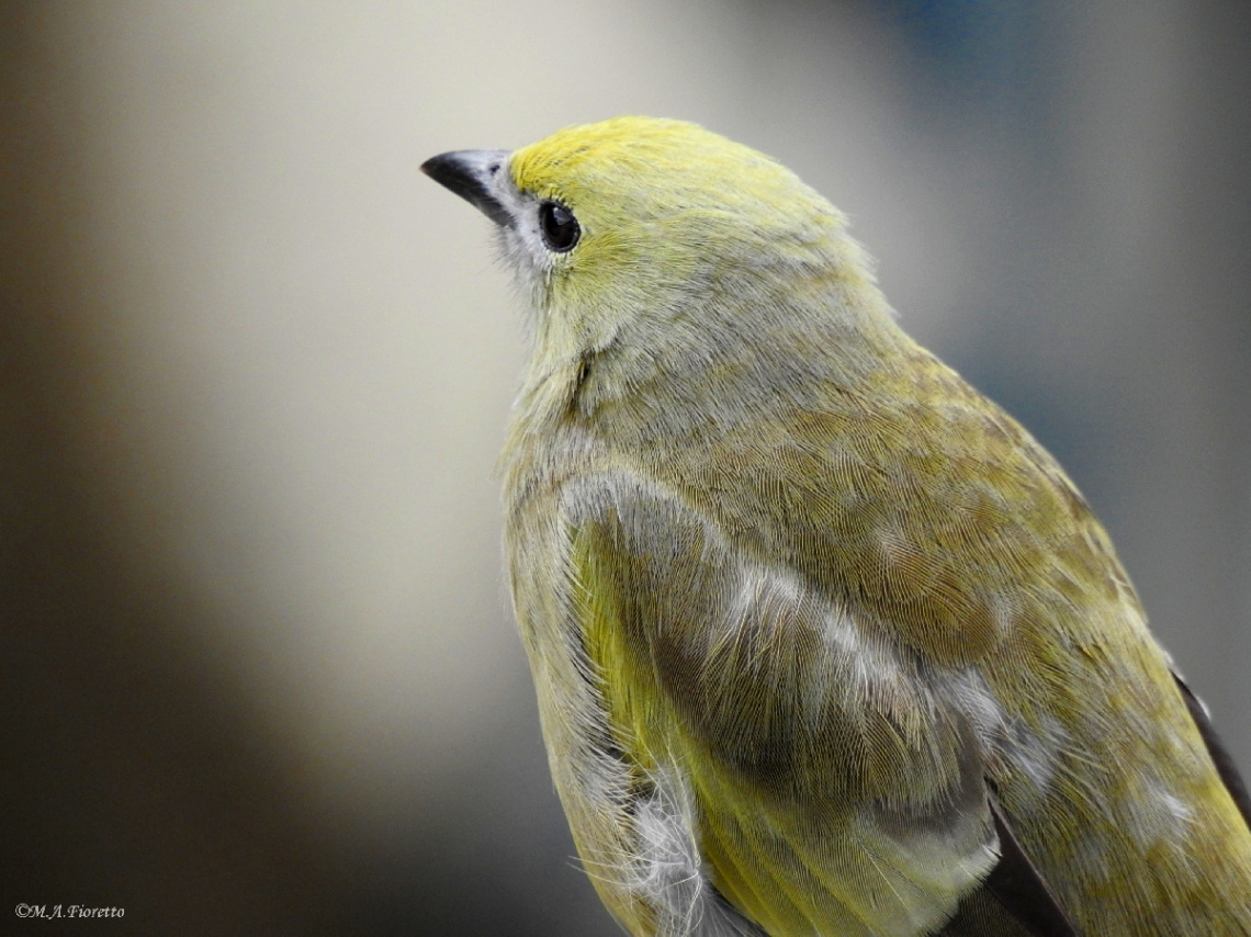 Palm Tanager