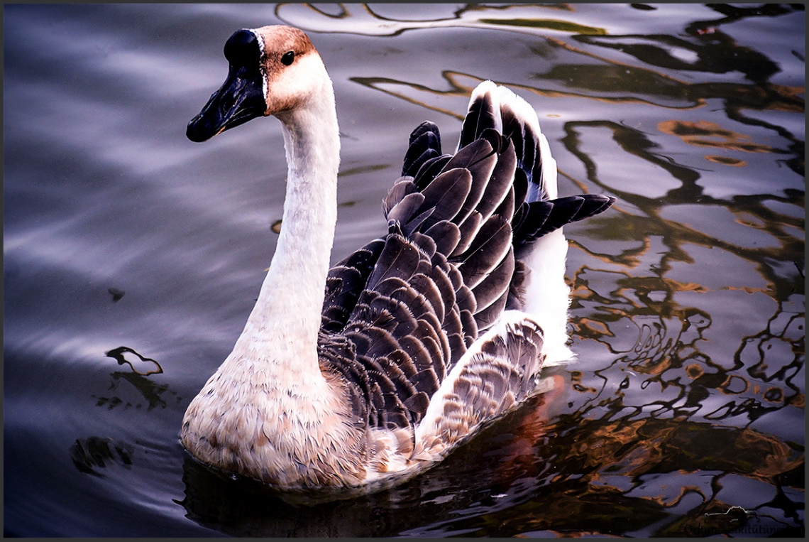 Chinese Geese