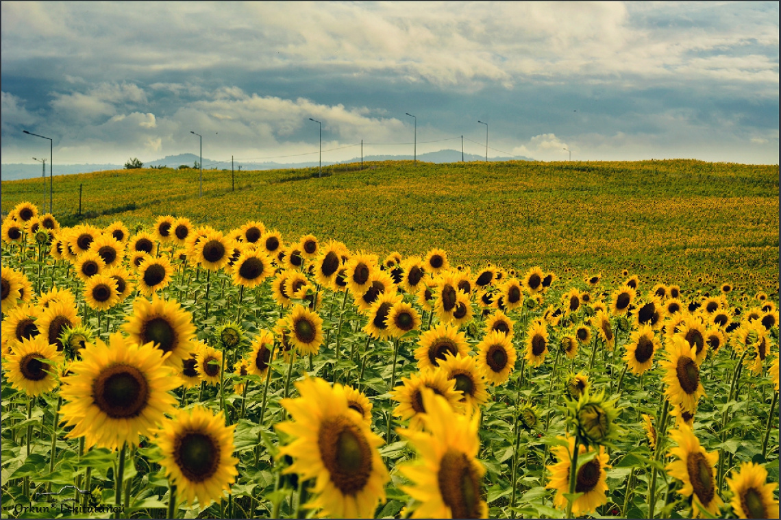 sunflowers