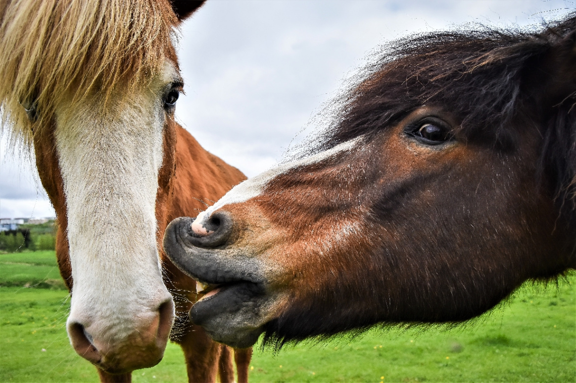 A Friendly Kiss