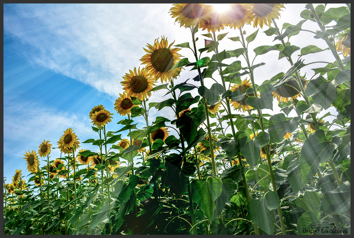 sunflowers