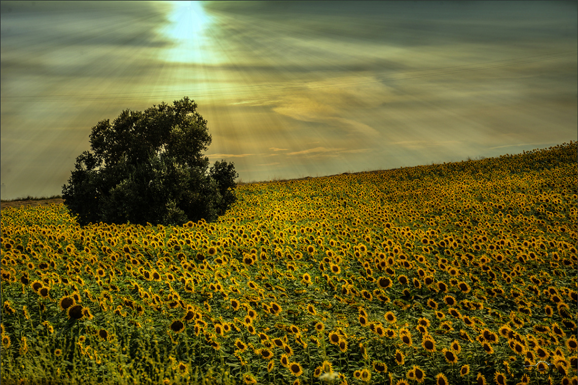 Sunflowers