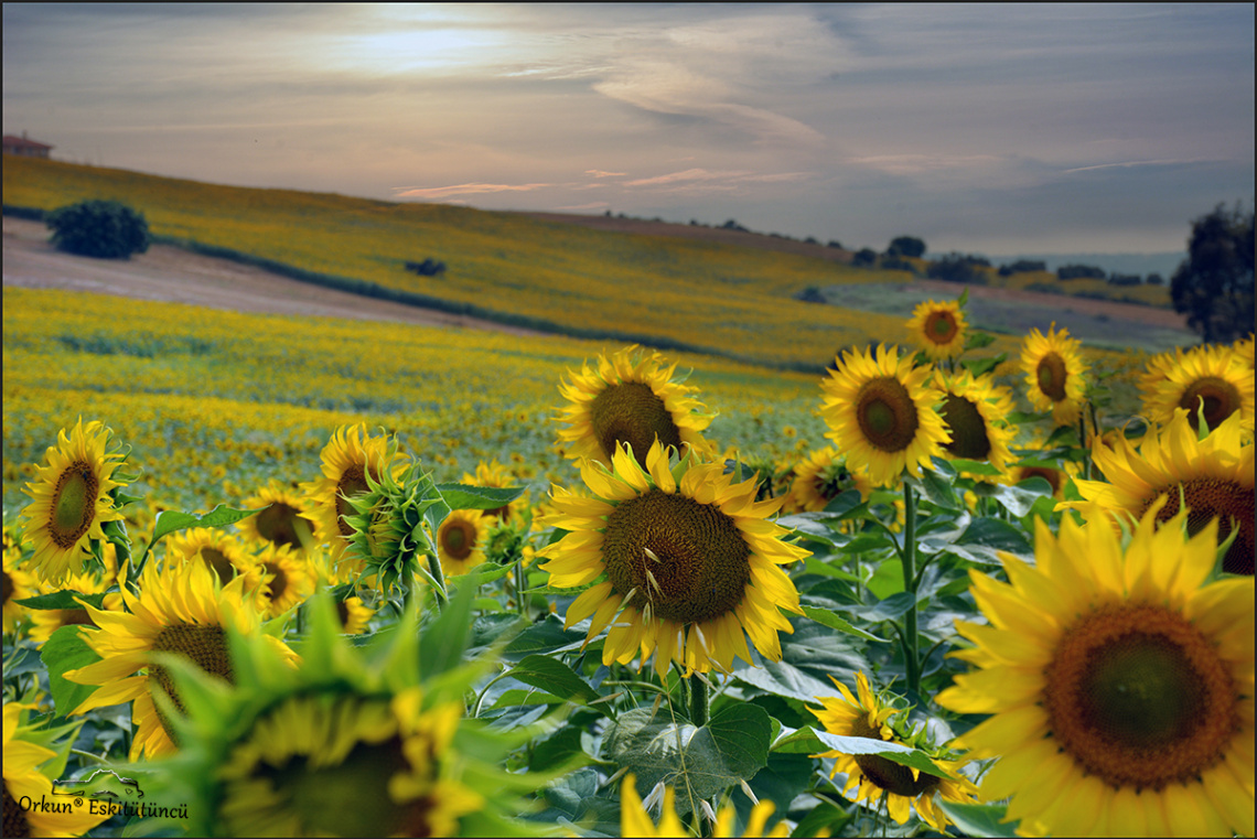 sunflowers