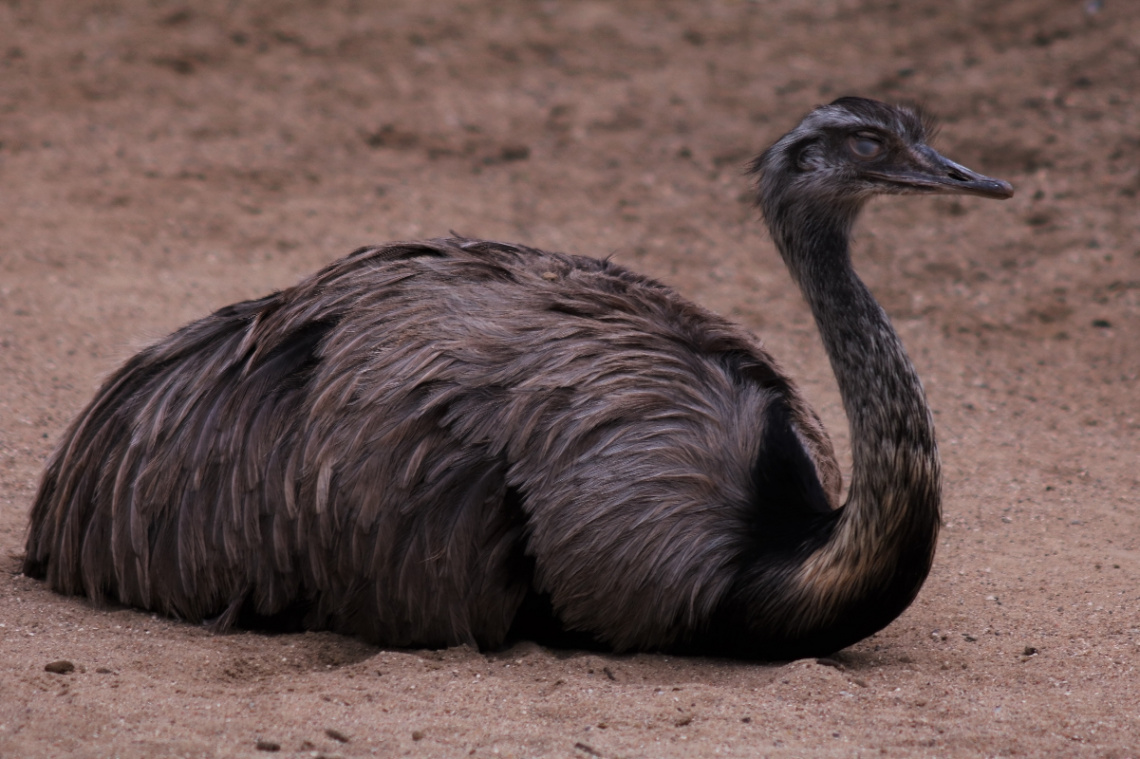 An ostrich rests