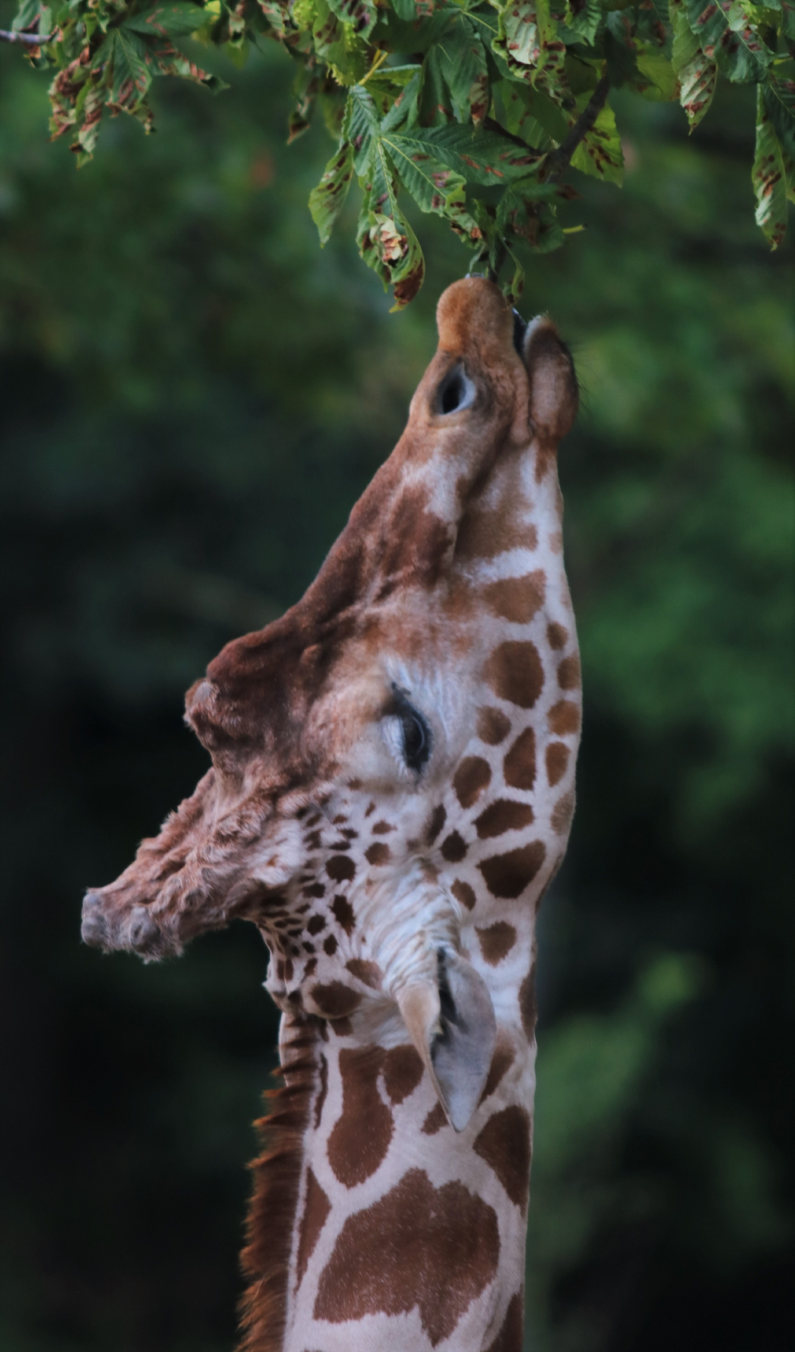 To eat on giraffe manners