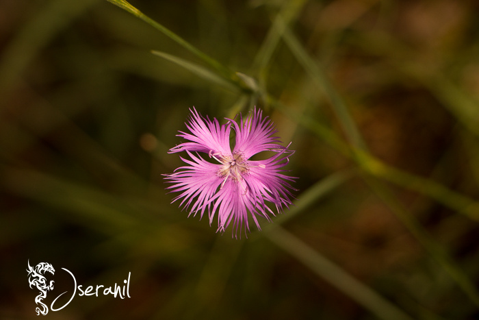 Dianthus carthusianorum