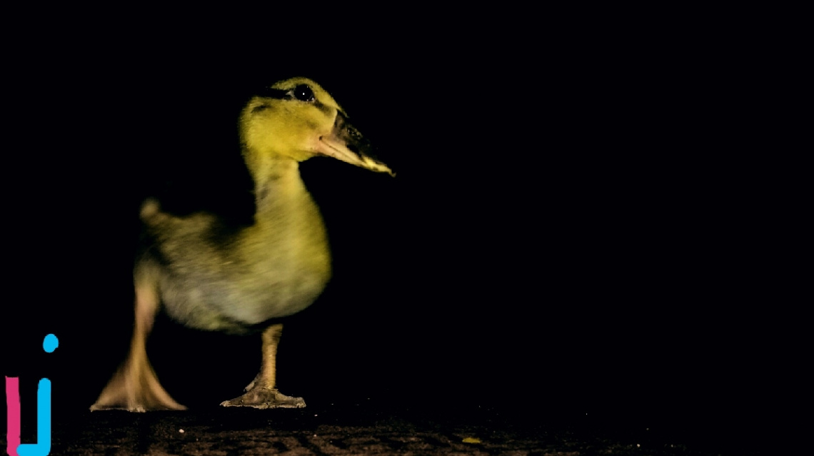 Naoroz's Duckling .....