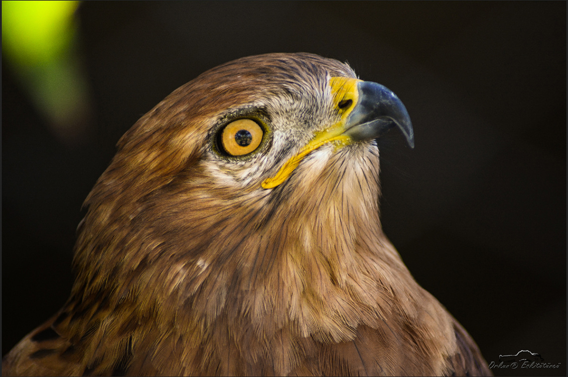 Kızıl şahin - Long-legged buzzard 