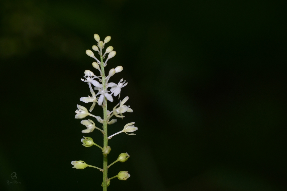 buds and flowers