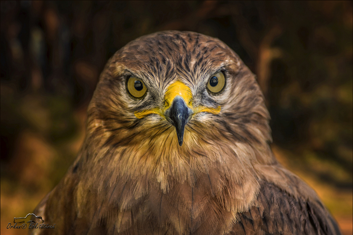 Kızıl şahin - Long-legged buzzard 