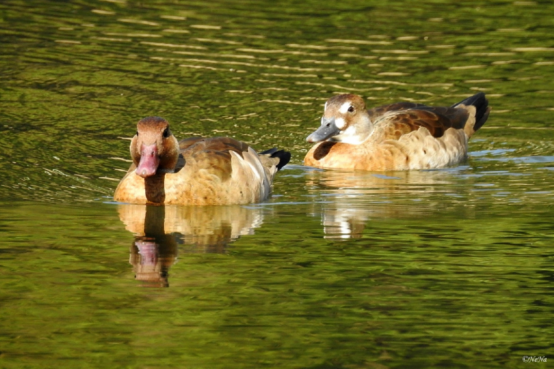 Ducks Migratory