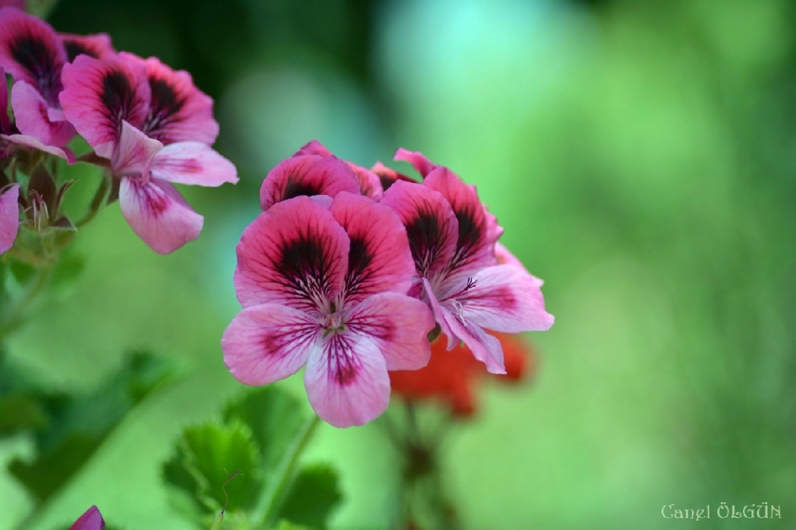 Sardunya Çiçeği (Pelargonium)