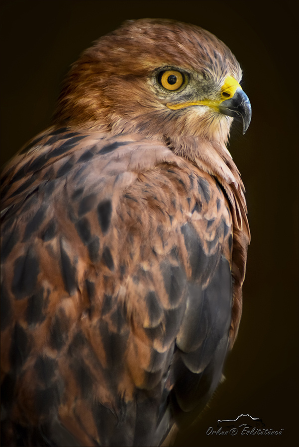 Kızıl şahin - Long-legged buzzard 