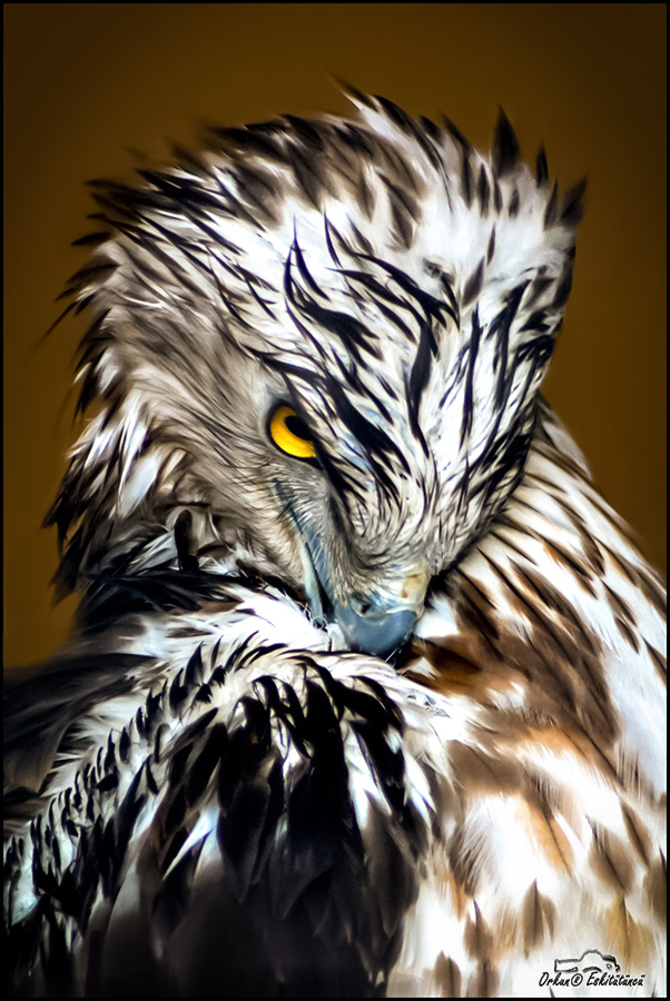 Yılan Kartalı - Short toed snake eagle 