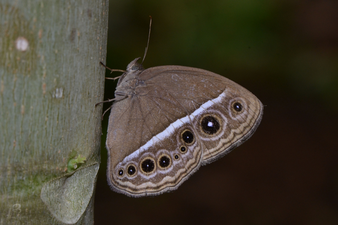 dark banded bush brown