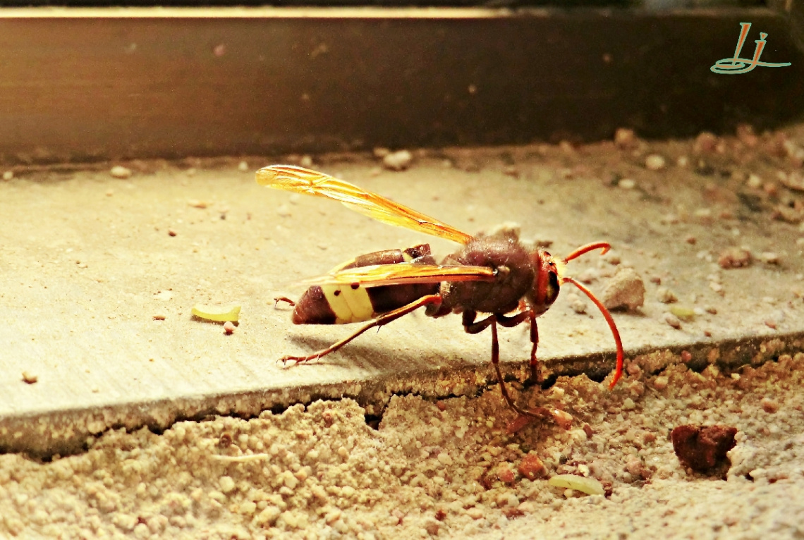 Cornered and Angry Hornet