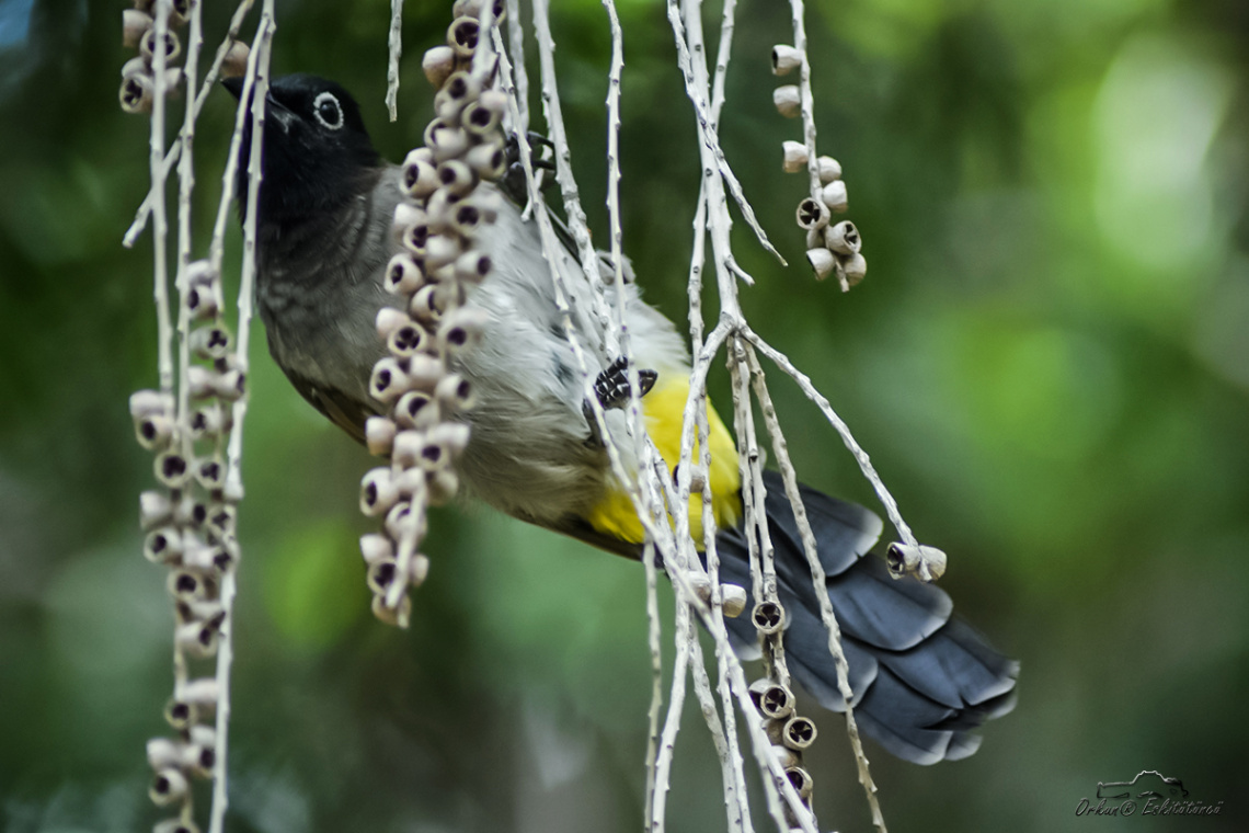 Bayağı Arap bülbülü - White-spectacled  Bulbul 