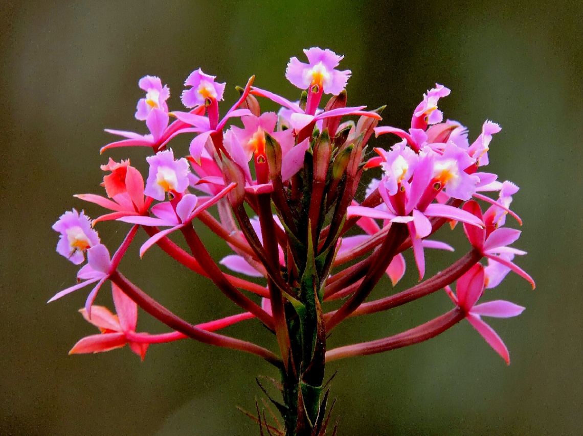 Epidendrum orquídea