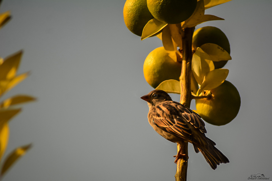 Ağaç serçesi - Eurasian Tree Sparrow