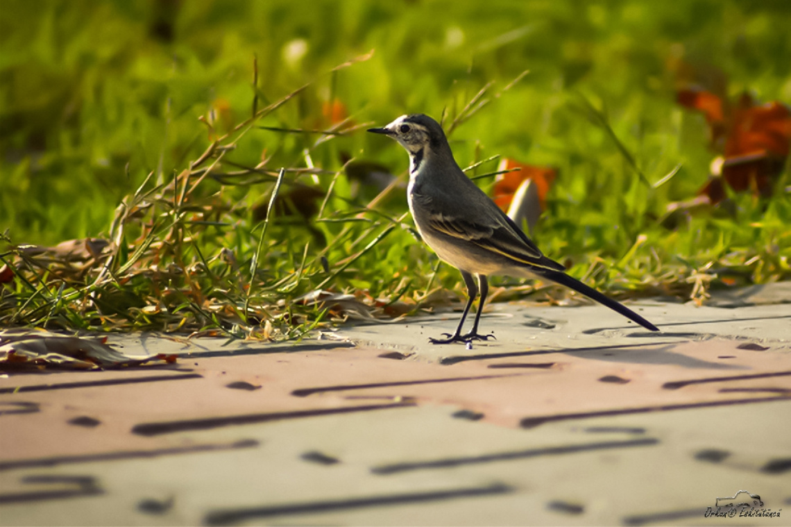 Akkuyruksallayan - White Wagtail 