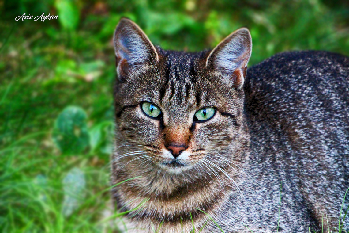 Bir Kedi Gördüm Sanki