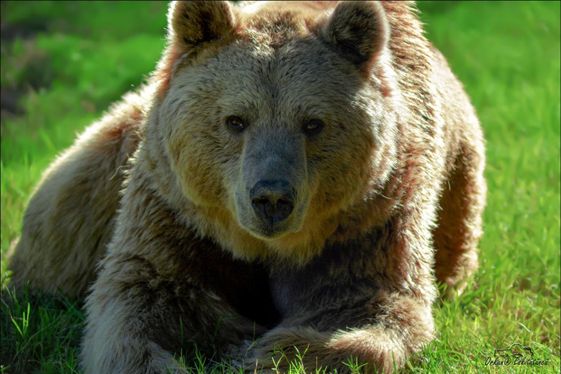 Bozayı - Grizzly bear