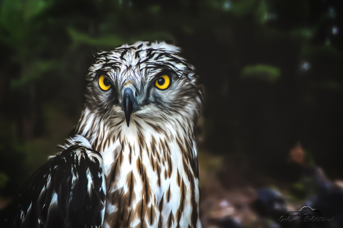 Yılan Kartalı - Short toed snake eagle 