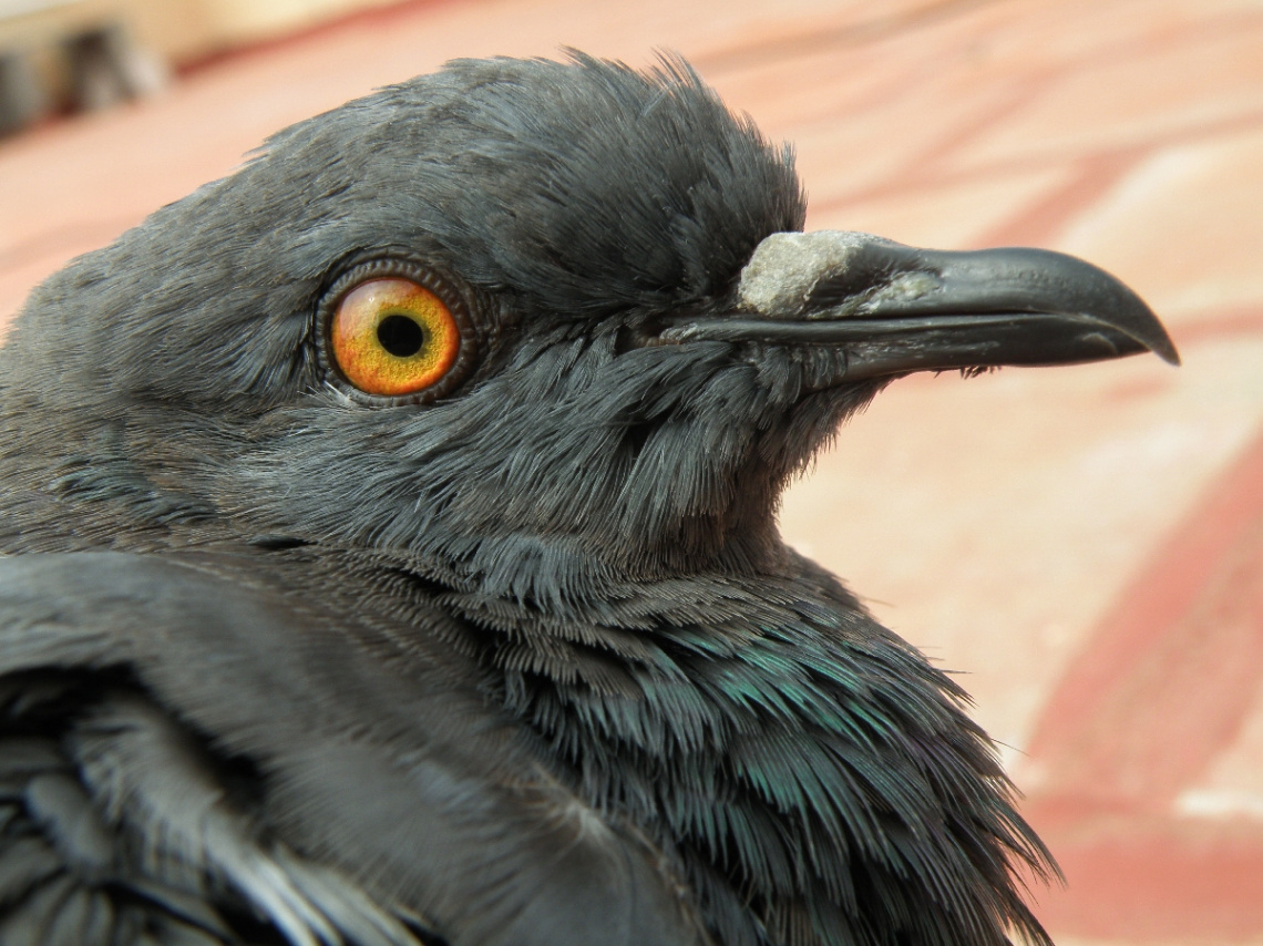 Rock Dove