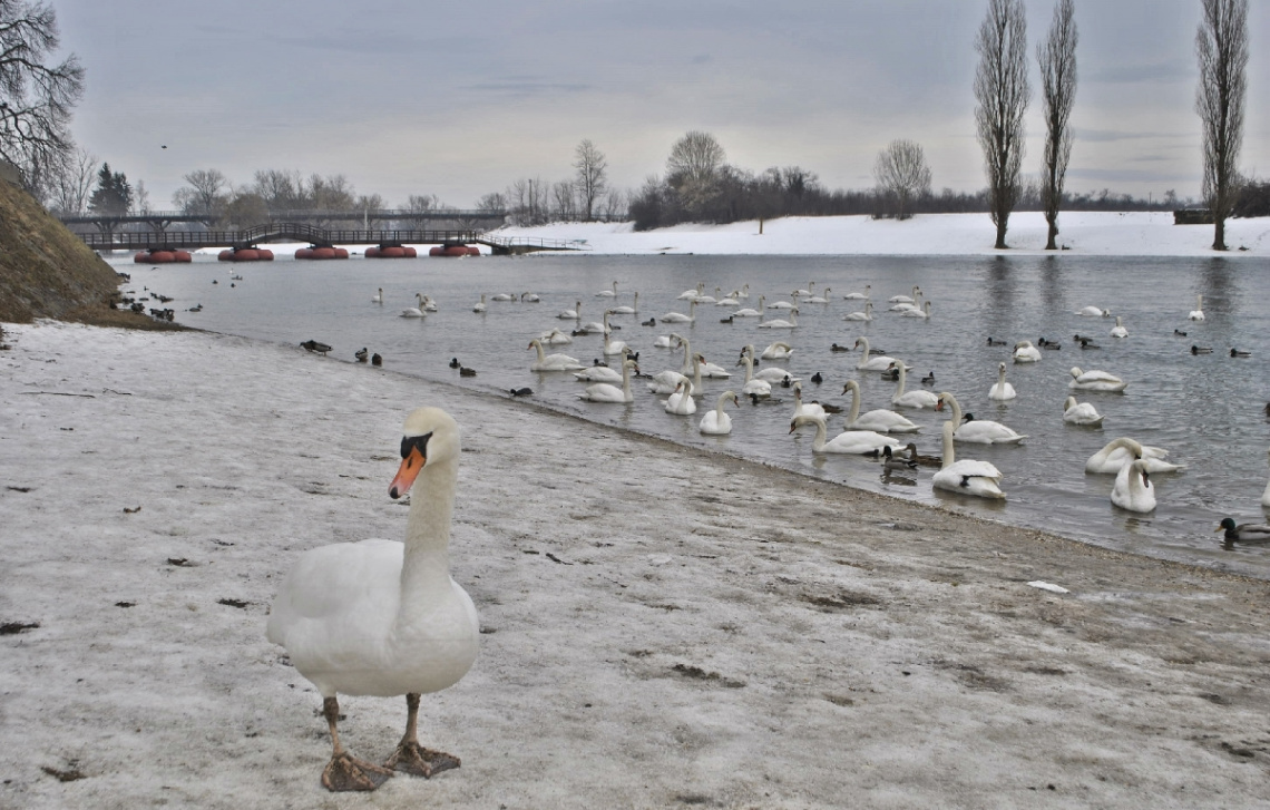 KARLOVAC-LABUDOVI