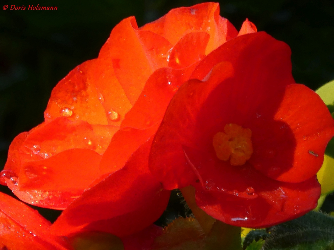 rote Blüte