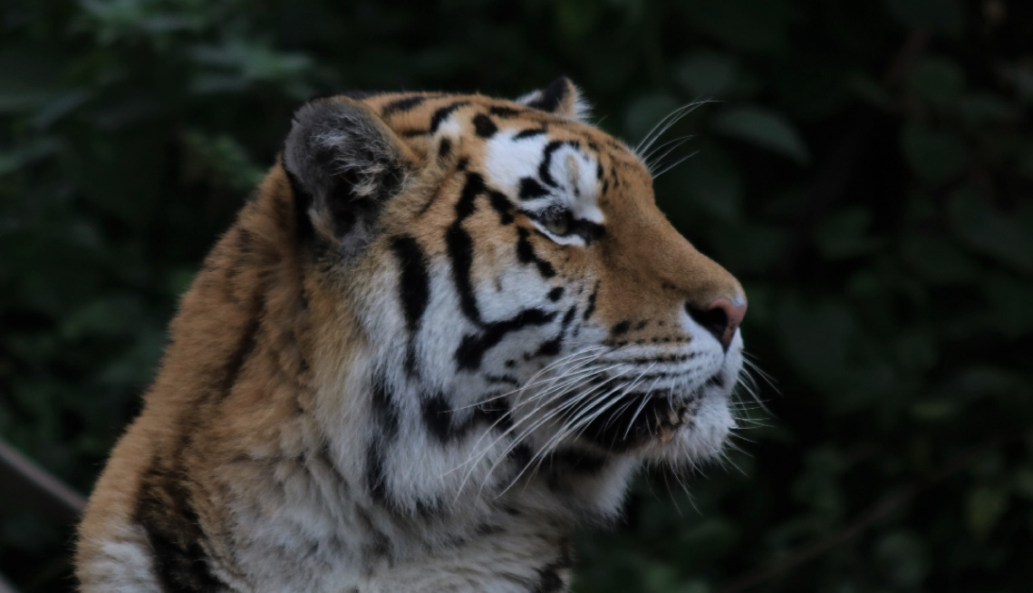 Amur Tiger profile