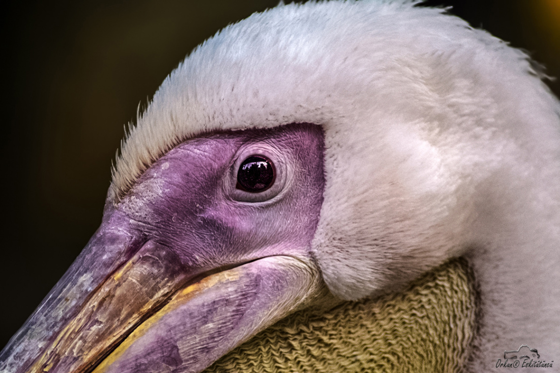 pelican