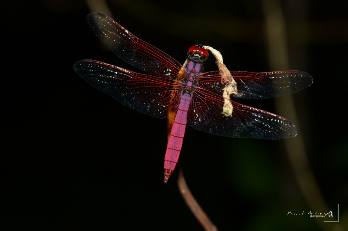 dragon fly