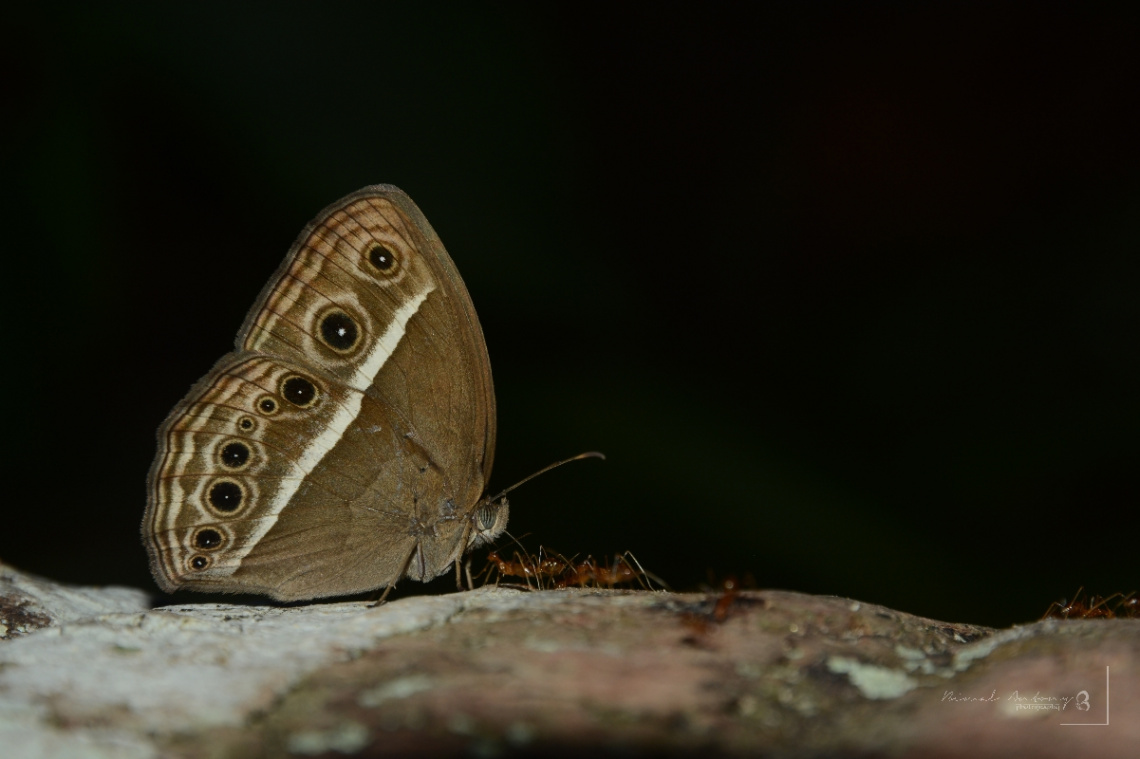 feeding