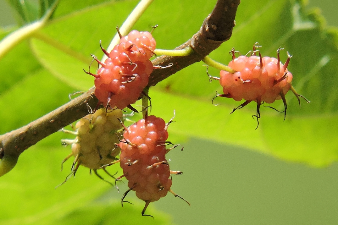 Amora fruit 