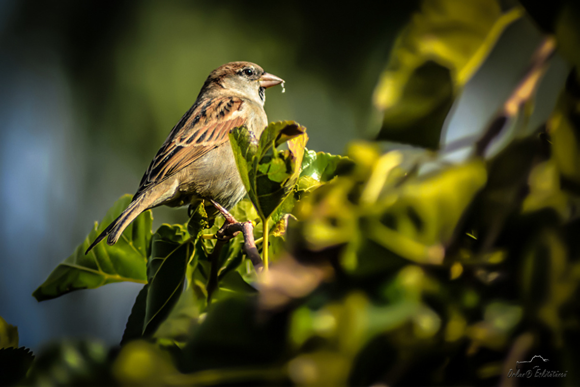 Ağaç serçesi - Eurasian Tree Sparrow