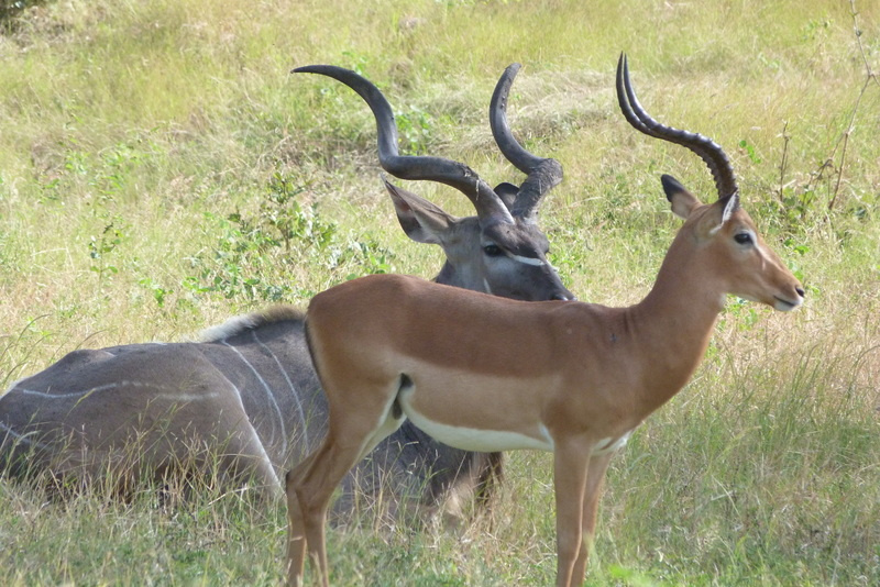 Kudu Bull and Impala Ram