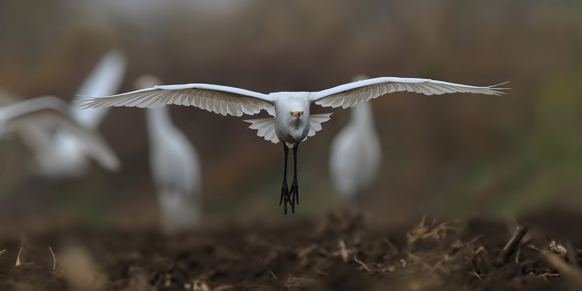 Sığır balıkçılı » Bubulcus ibis » Western Cattle E