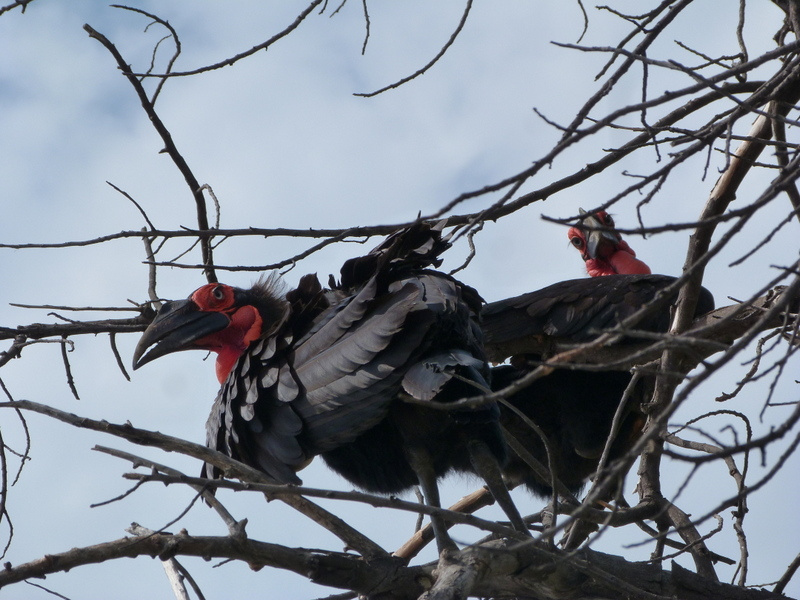 ground hornbills