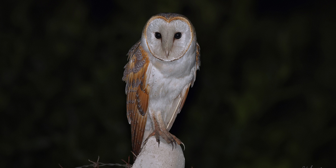 Peçeli baykuş » » Western Barn Owl