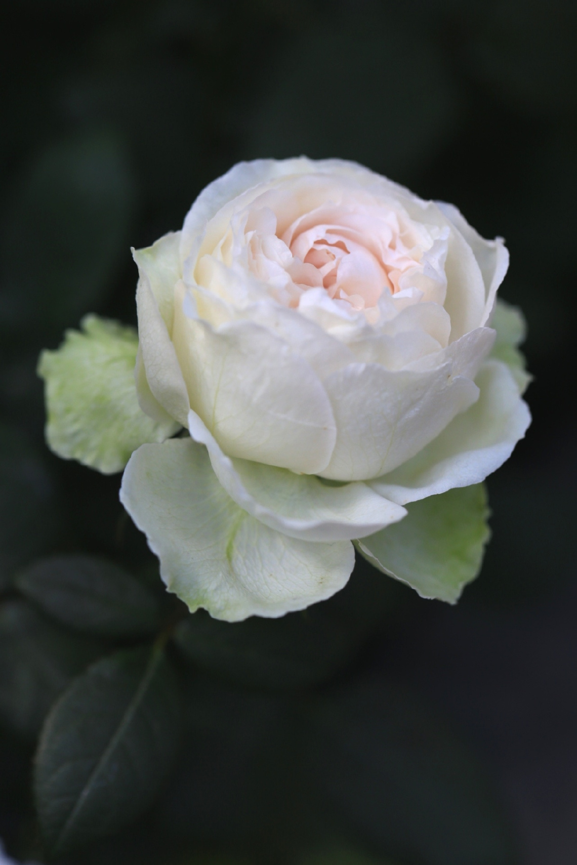 White rose