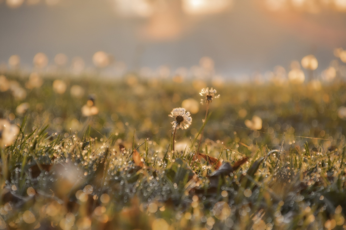 Meadows and dandelion