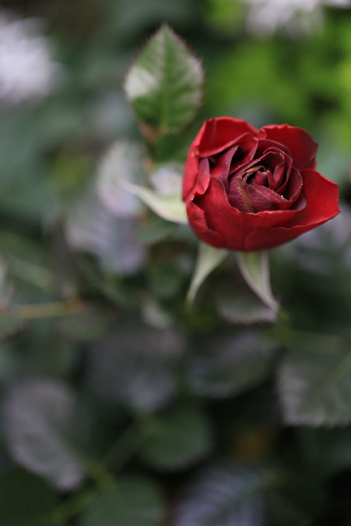 Red rose