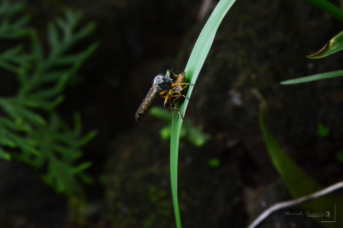 robber fly with prey