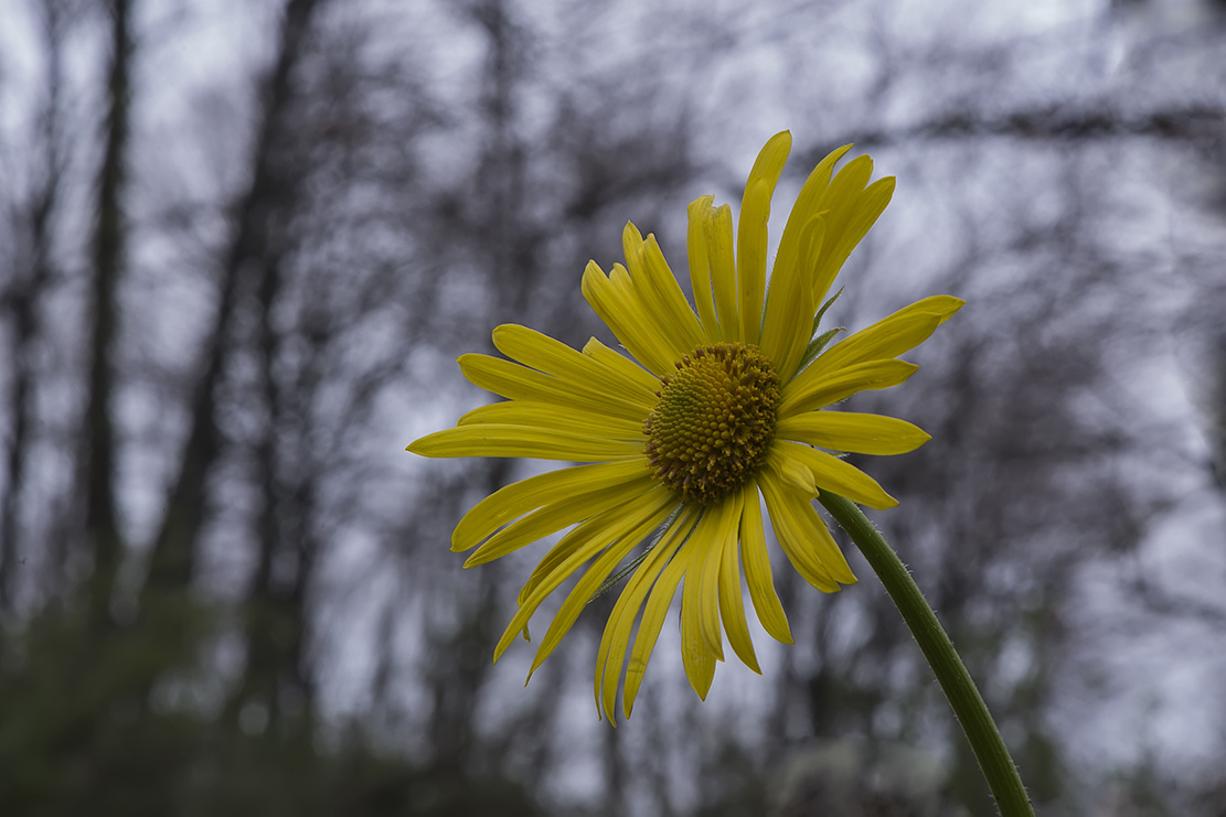 Bahar Müjdecisi Sarı Çiçek