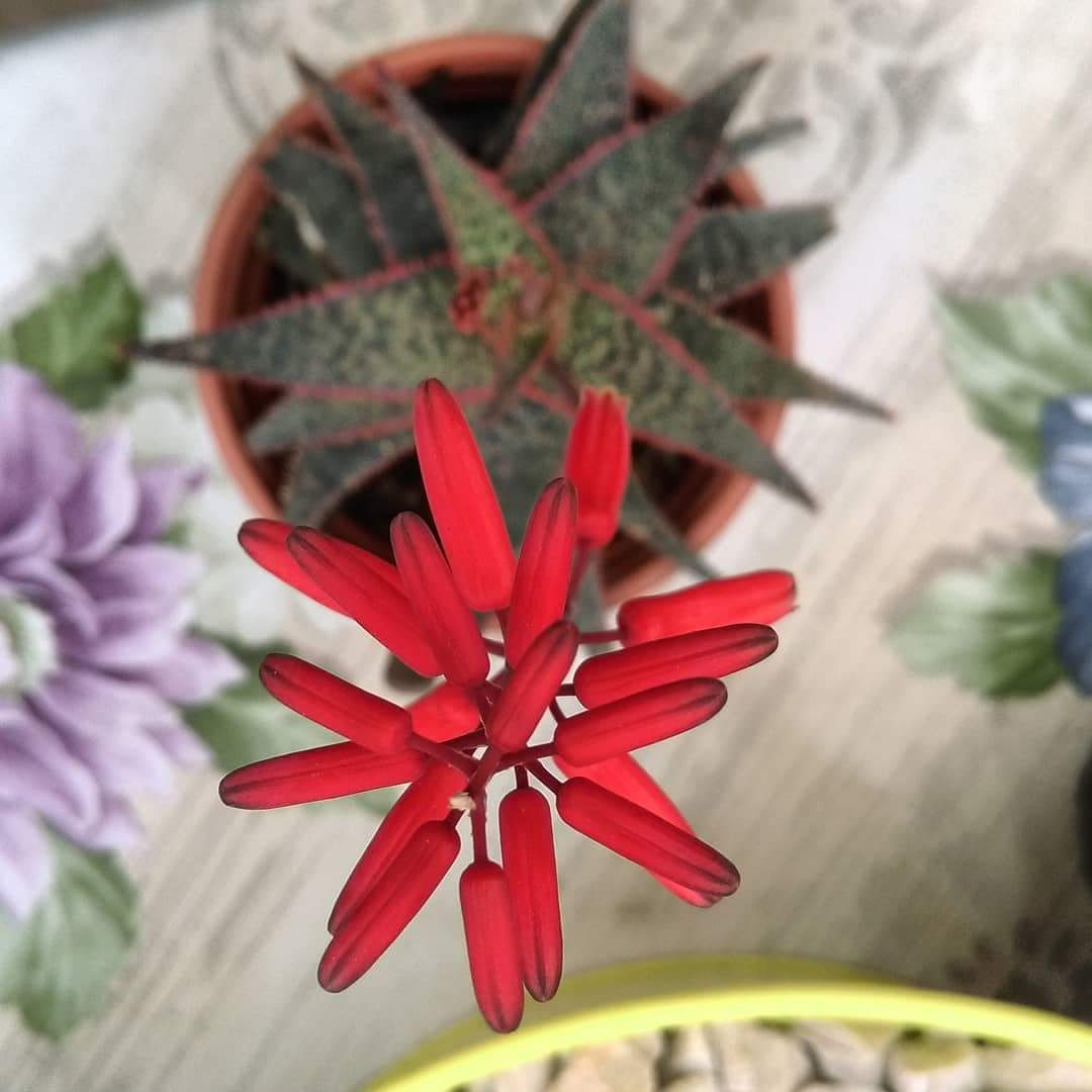 Aloe bright star