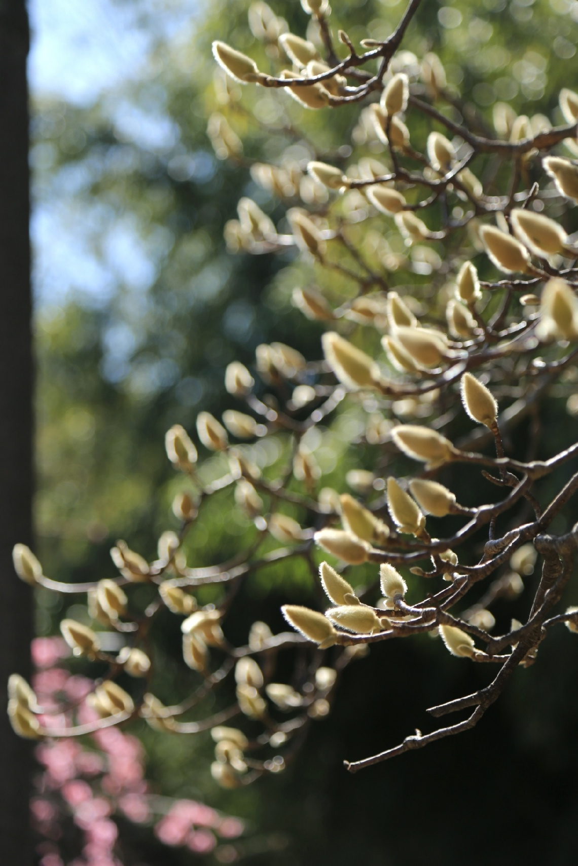 Magnolia buds