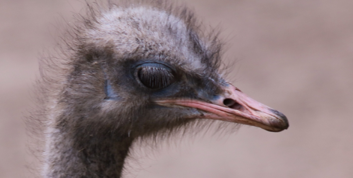 Ostrich Close Up 