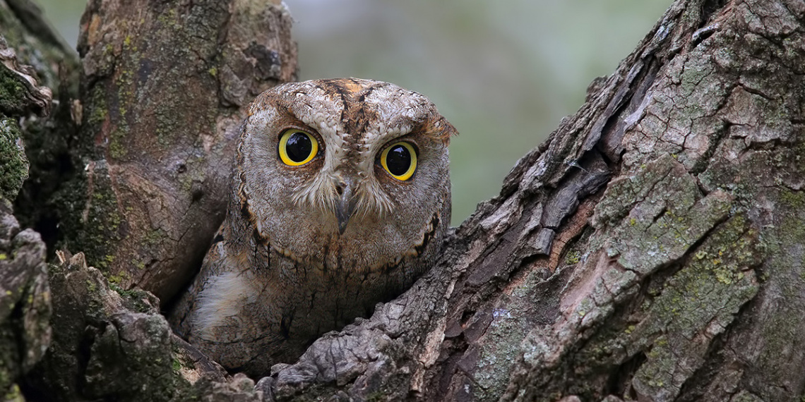 İshakkuşu » Otus scops » Eurasian Scops Owl