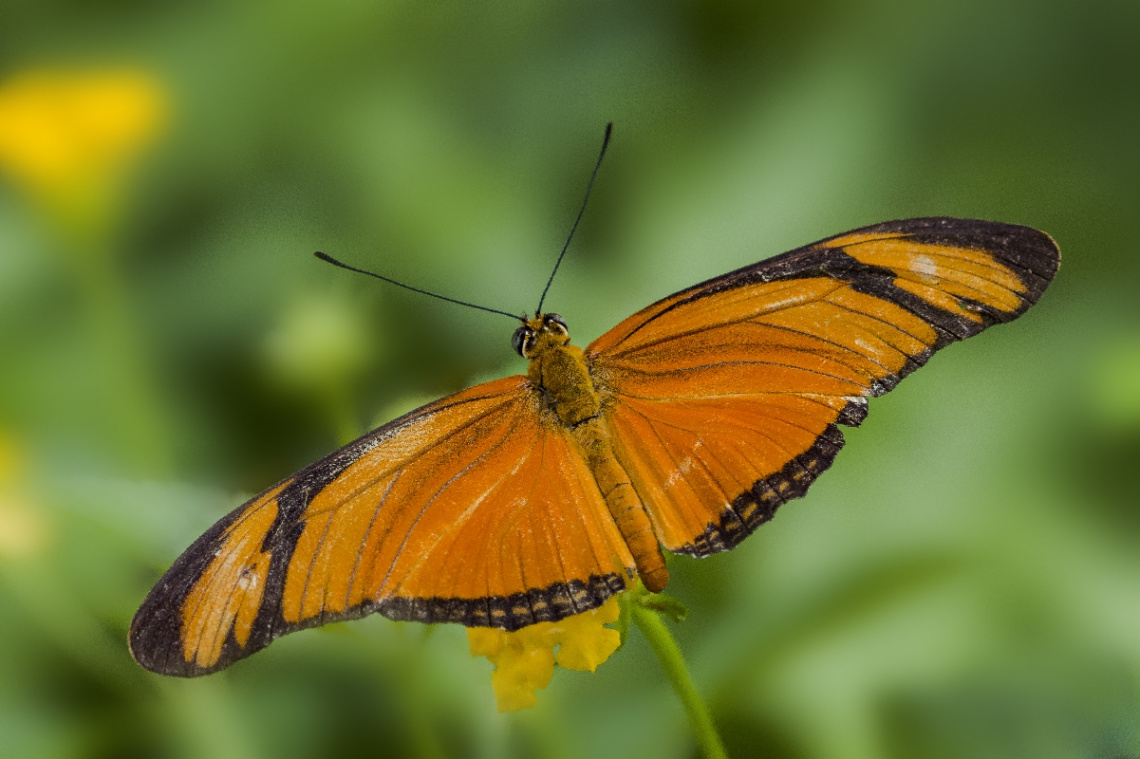 Dryas iulia